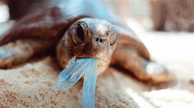 Les animaux marins agonisent lentement de l’ingestion de déchets plastiques Une tortue est en train d’avaler un bout de sac en plastique bleu