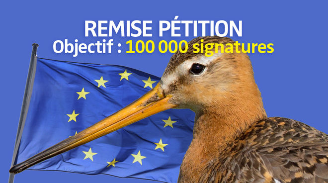 La disparition des prairies pour les cultures industrielles menace de nombreuses espèces d'oiseaux Photomontage : une barge à queue noire (Limosa limosa) devant le drapeau de l'Union européenne