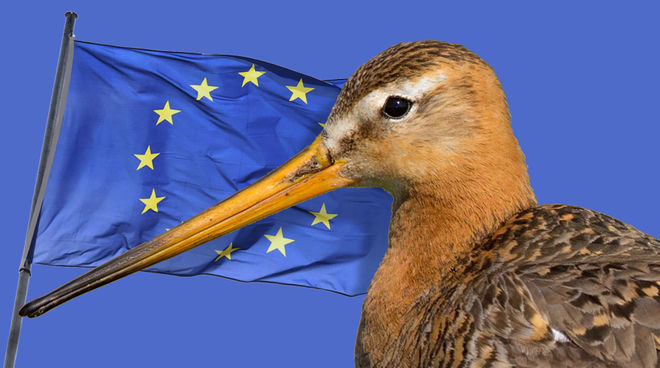 La disparition des prairies pour les cultures industrielles menace de nombreuses espèces d'oiseaux Photomontage : une barge à queue noire (Limosa limosa) devant le drapeau de l'Union européenne