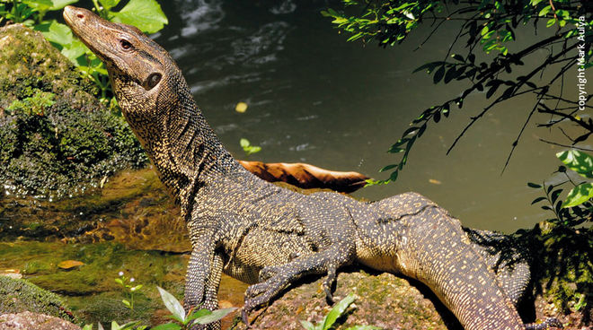 Le varan malais est le premier a avoir besoin de sa peau un varan malais de profil dans la forêt tropicale d'Indonésie