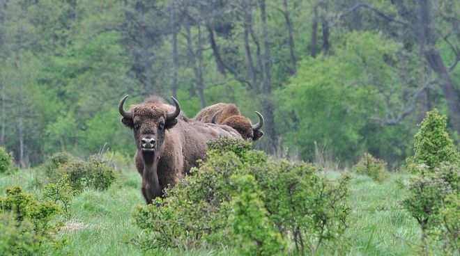 900 bisons d'Europe vivent à l’état sauvage dans la forêt de Bialowieza Bisons d’Europe dans la forêt de Bialowieza en Pologne