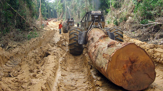 Des engins de chantiers tirent des troncs d’arbres abattus dans des forêts primaires