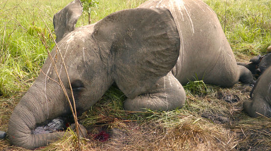 Spectacle macabre avec le cadavre d’un éléphanteau gisant au sol. Une flaque de sang est visible sous sa tête d’où les défenses ont été arrachées.