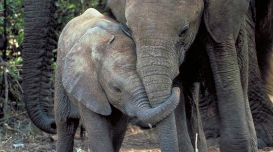 Une femelle éléphant et son petit éléphanteau tête contre tête, la trompe nouée