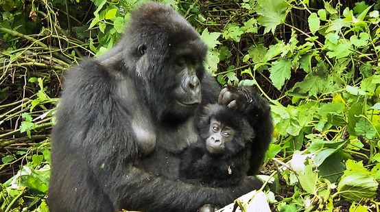 Dans une clairière, une gorille femelle tient son bébé dans ses bras