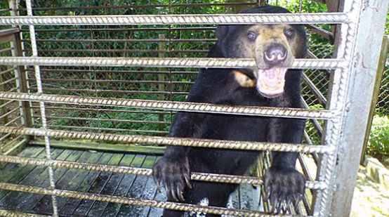 Un ours malais dans une cage exigüe dans l’État de Sabah en Malaisie