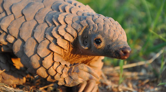 Bébé pangolin
