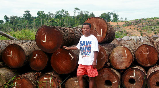 Notre partenaire Nordin de l'organisation Save our Borneo pose devant un tas de troncs d'arbres tropicaux