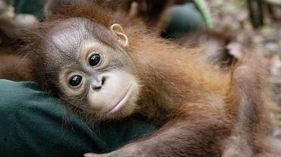 Bébé orang-outan nous regarde tristement