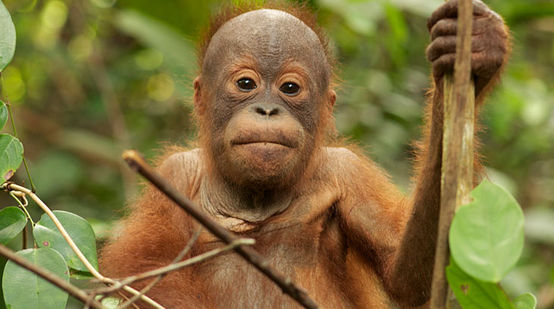 Un jeune orang-outan assis nous regarde