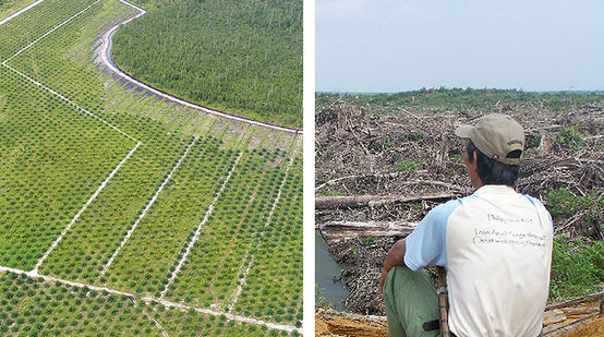 Montage de deux photos. À gauche : une vue aérienne sur des plantations de palmiers à huile et un petit bout restant de forêt tropicales. À droite : un homme assis et de dos contemple le paysage désertique de la forêt dévastée