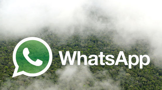 Le logo de WhatsApp avec des forêts tropicales en arrière plan