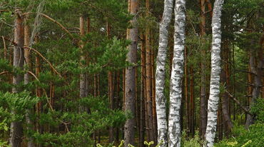 Forêt de Fontainebleau