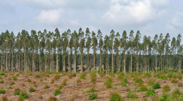 Une monoculture d’arbres en Afrique du sud