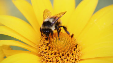 Une abeille en train de butiner une fleur