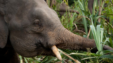 Un éléphant pygmée en train de manger