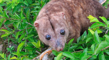Un couscous de Woodlark, petit marsupial endémique à l’île de Papouasie-Nouvelle-Guinée, regarde apeuré.