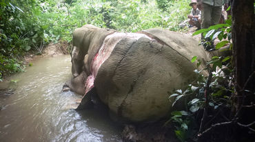 La carcasse écorchée d’un éléphant dans la jungle de Birmanie (Myanmar)