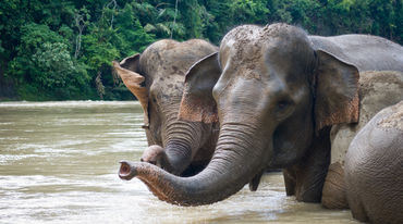 Des éléphants de Sumatra se baignent dans un fleuve