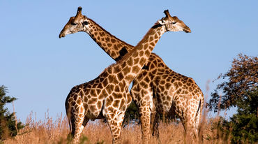Giraffes