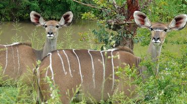 Deux antilopes
