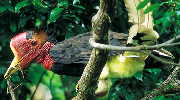 Un calao à casque rond (Rhinoplax vigil) dans un arbre