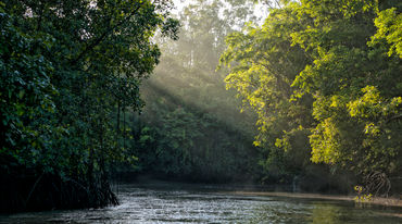 Les rayons du soleil filtrés par les branchages d'arbres se reflètent sur une rivière au coeur de la forêt tropicale
