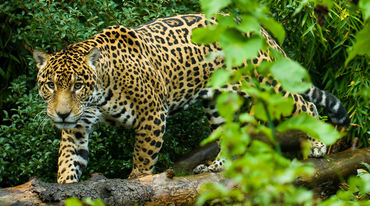 Un jaguar dans la forêt tropicale
