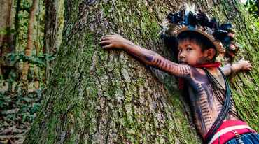 Un enfant du peuple Paiter Suruí étreint un gros tronc d’arbres avec ses bras. Sa tête tournée vers nous, il nous adresse und regard plein de détresse