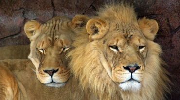 Un couple de lions