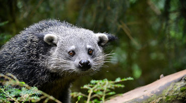 Un chat-ours perché sur une branche