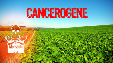 Vue sur un champ de soja transgénique. Au-dessus le mot « CANCÉROGÈNE » en rouge ; en bas à gauche une tête de mort blanche soutenue par un gros M dans lequel est écrit « MONSANTO »