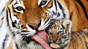 Gros plan sur un tigre léchant la tête de son petit tigron