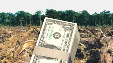 Une liasse de dollars de banque devant une forêt tropicale humide défrichée pour être convertie en plantation d’huile de palme