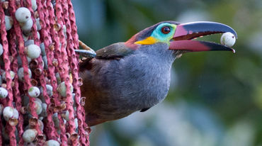 Un toucanet koulik (Selenidera piperivora) se nourrisant de fruits du palmier comou (Oenocarpus bacaba)