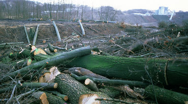 Scène de dévastation en plein cœur du bois de Buschbell