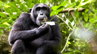 Un chimpanzé en Ouganda