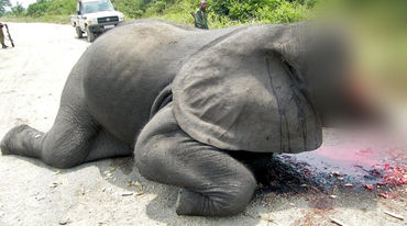 Image choquante : un éléphant dont les défenses en ivoire et la moitié de la tête ont été arrachés, git sur une route à l'intérieur du Parc national des Virunga