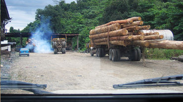 Un camion avec un chargement de troncs d'arbres coupés roule sur une route en terre au milieu de la forêt