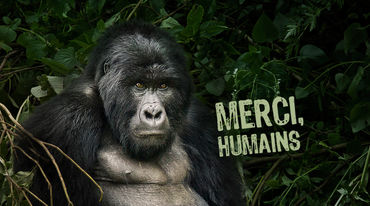Une photo de gorille sur laquelle est écrit « Merci, humains »
