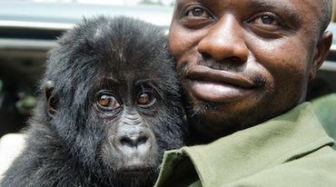 Un garde du Parc national des Virunga en RDC tient un bébé gorille dans ses bras
