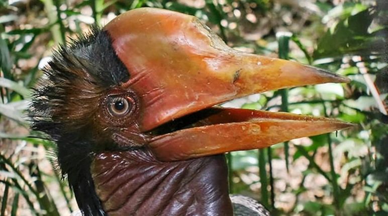 Un spectacle rare : un calao à casque rond dans un arbre Calao à casque rouge