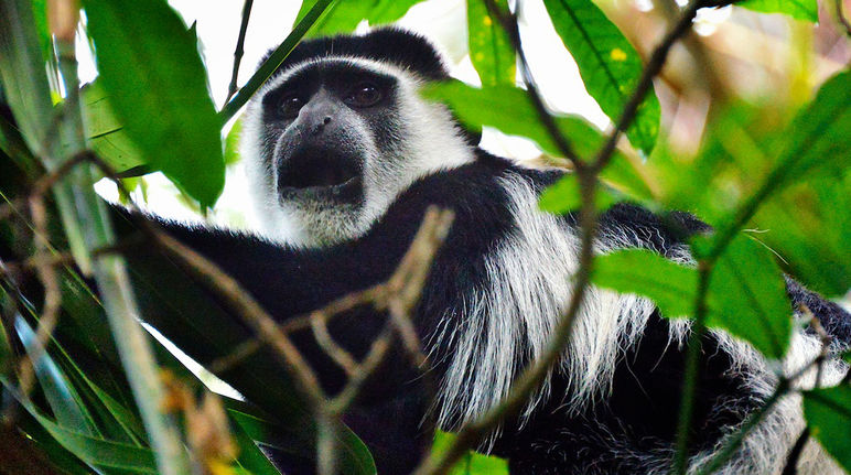 Un singe colobe dans les branchages d'un arbre