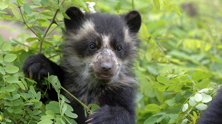 Un jeune ours à lunettes se tient debout au milieu des feuillages