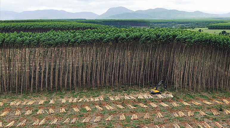 Désolation des monocultures d'eucalyptus (photo: Veracel Celulose)