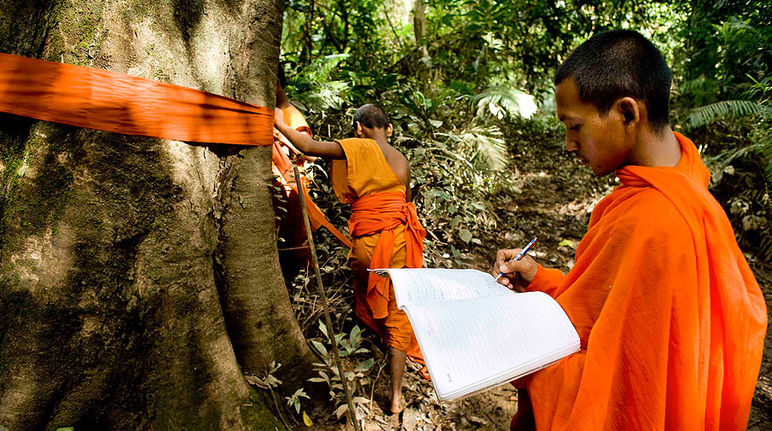 Un moine bouddhiste marque le tronc d’arbre avec un bout de tissu orange, un autre localise sa position sur une carte.