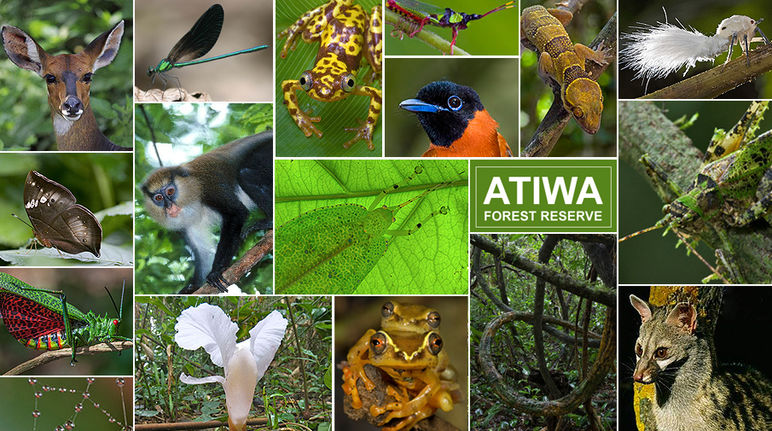 Primates, papillons, insectes, amphibiens, oiseaux, plantes luxuriantes, ...: la forêt d’Atiwa est le foyer d’une biodiversité rare et parfois endémique