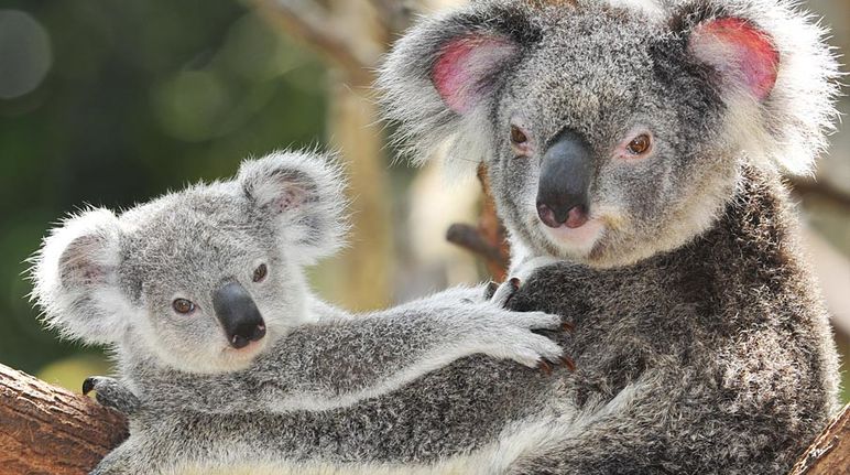 Les koalas ont besoin de forêts intactes avec différentes espèces d'eucalyptus pour survivre Sur un arbre, une mère koala tient affectueusement son petit dans ses bras