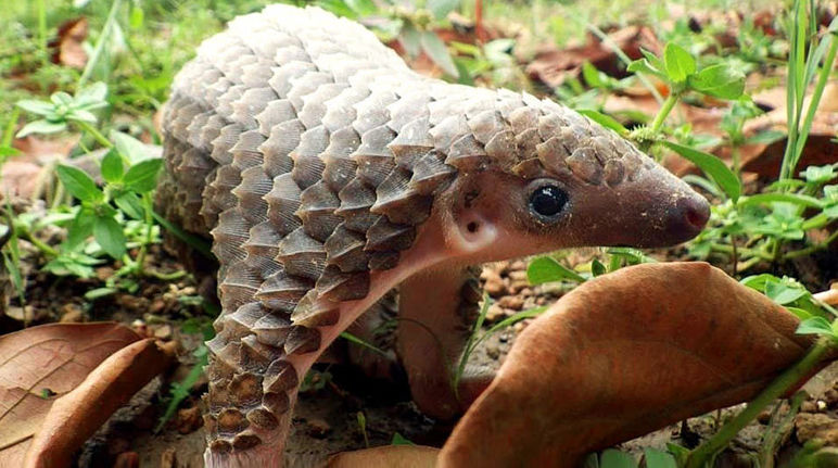 Un bébé pangolin gambade librement dans la nature