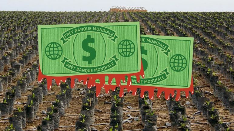 Photomontage. Au premier plan, des dollars de la Banque mondiale tachés de sang- À l'arrière plan, vue aérienne sur une monoculture de palmiers à huile